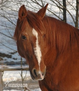 Obrazek