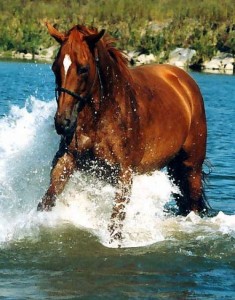 Obrazek